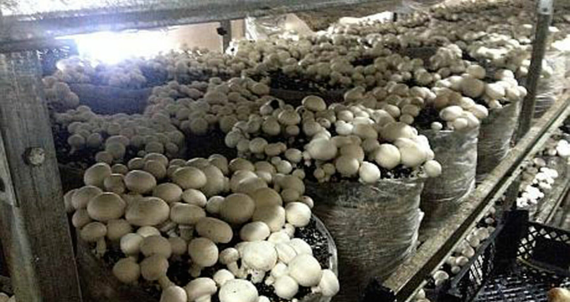 Cultura de ciuperci este o afacere de succes! - Cotidianul Agricol