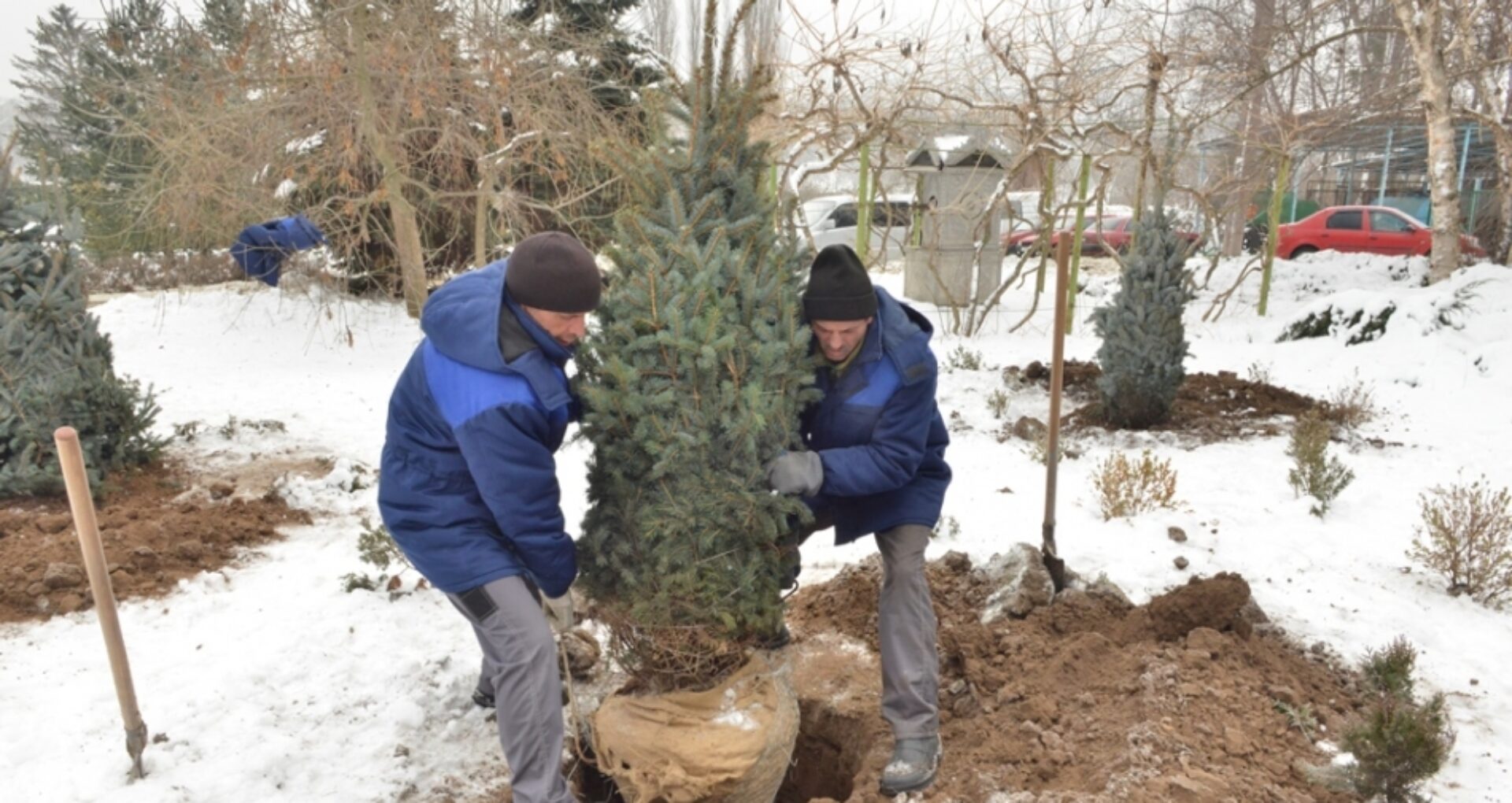 Pomii de Crăciun vor fi vânduți în Chișinău de pe 15 decembrie