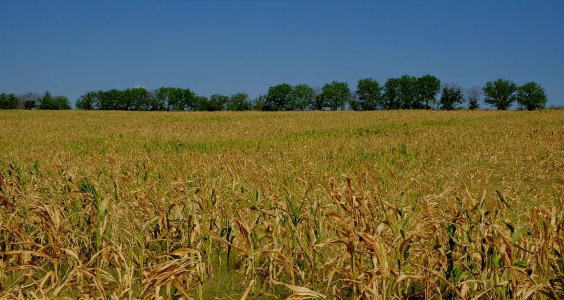 106 agricultori vor fi compensați pentru pagubele înregistrate. AIPA a autorizat primele plăți