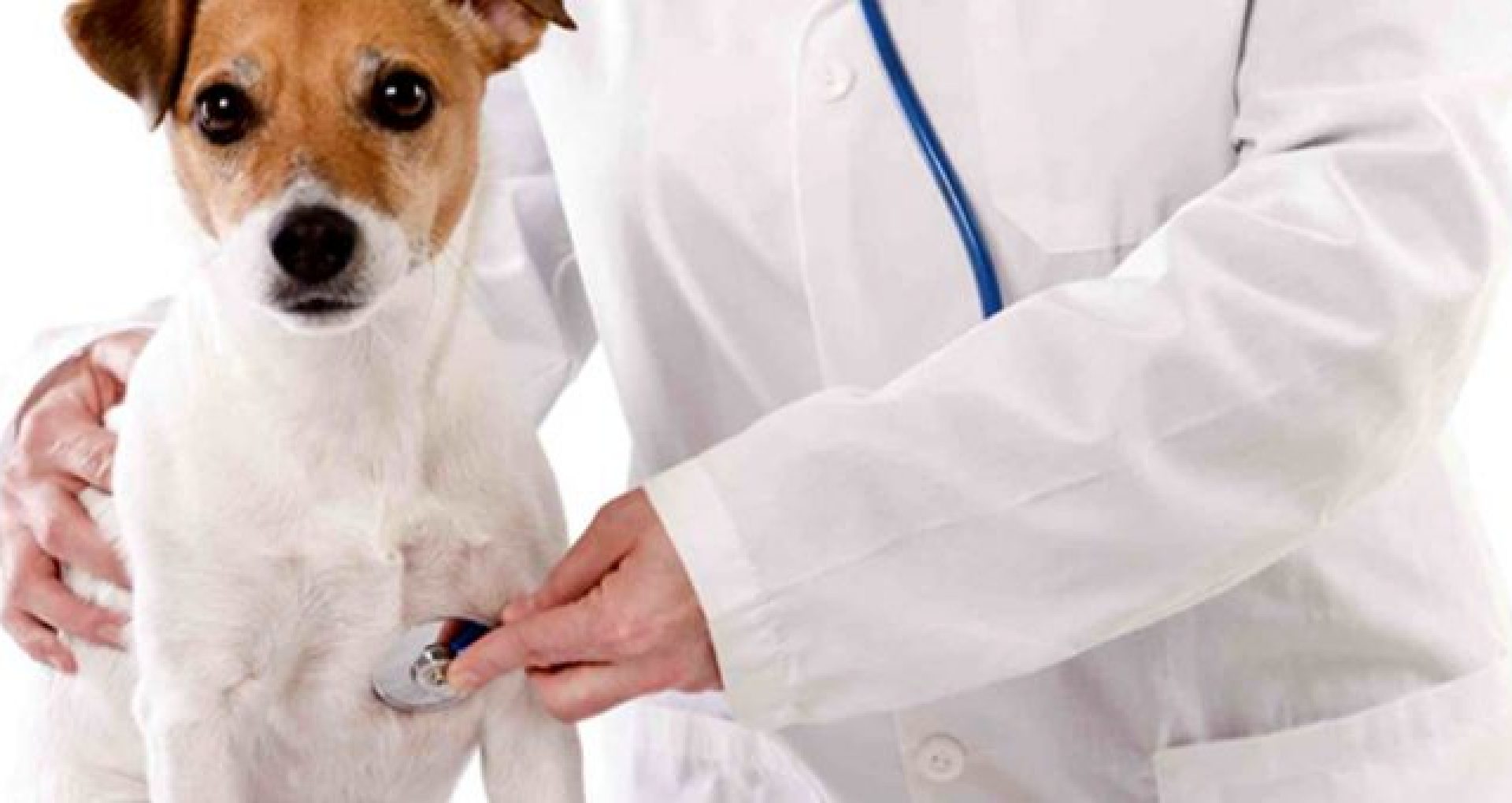 Parlamentul a aprobat un proiect care va reglementa activitatea medicilor veterinari de liberă practică