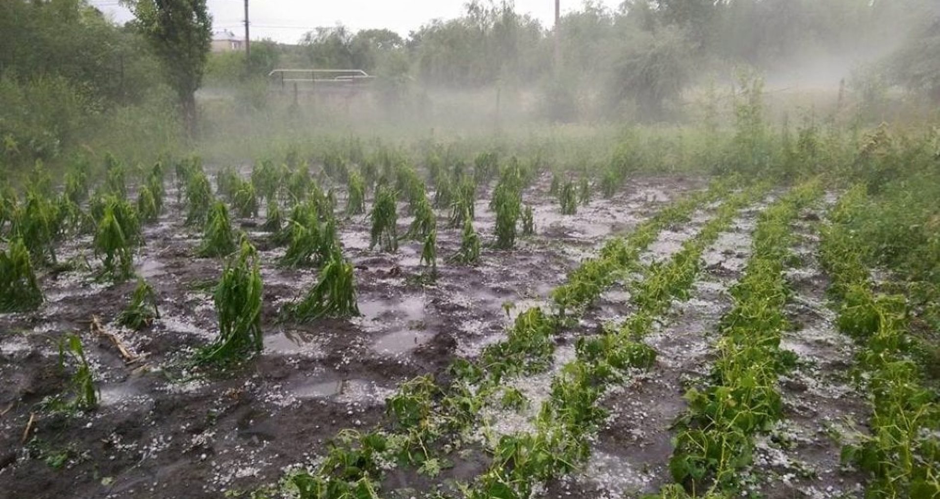 Etilena ajută plantele să reziste inundațiilor