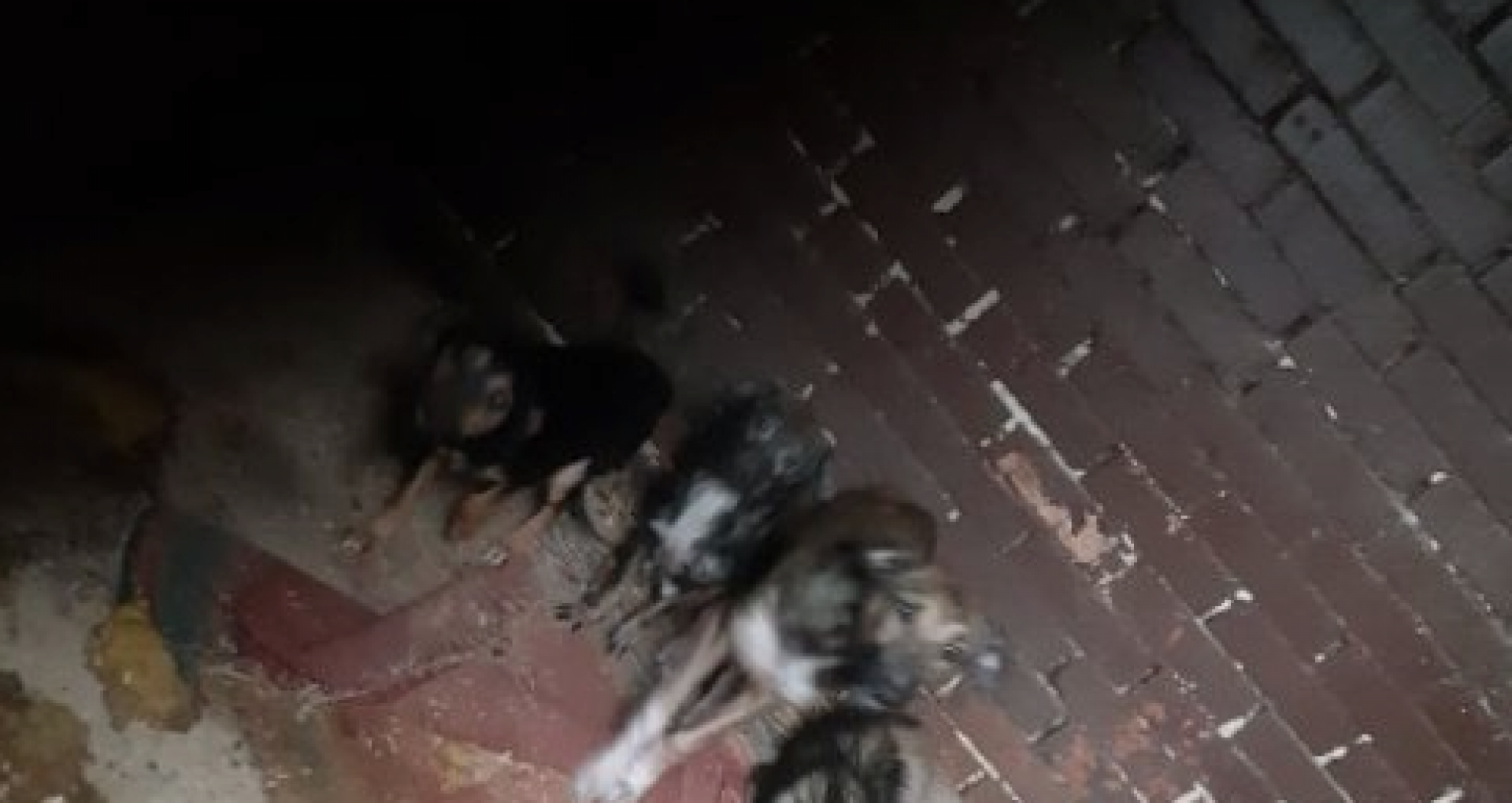 O serie de încălcări grave, depistate de ANSA la „Necropola”, unde sunt circa 500 de animale: adăpostul nu dispune de serviciile unui medic veterinar