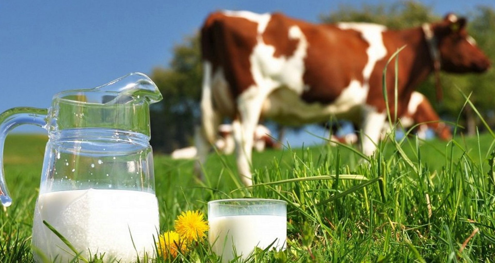 ANSA anunță că Uniunea Europeană a aprobat prima unitate pentru exportul produselor lactate