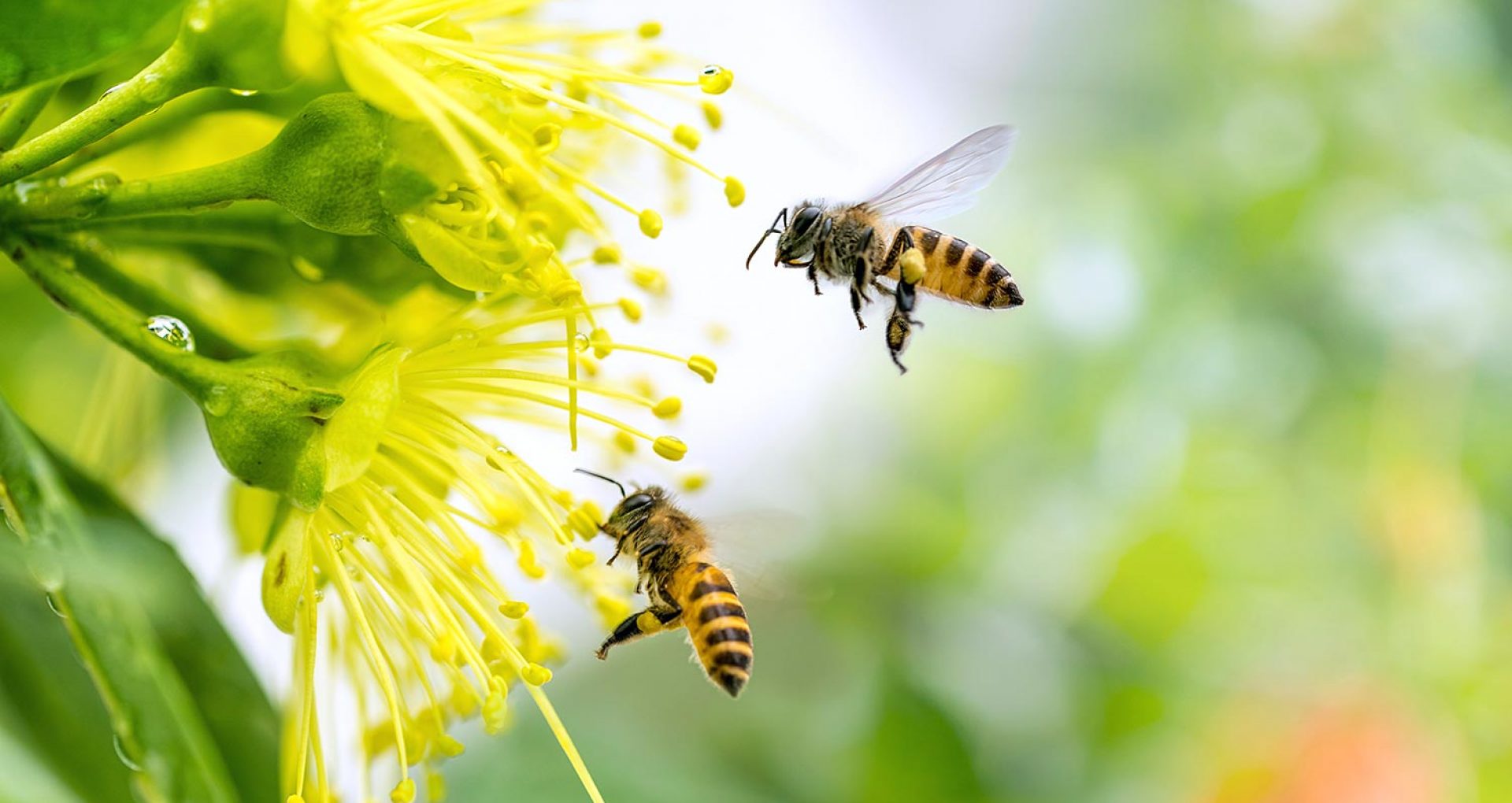 În R. Moldova va fi creat un sistem informațional pentru schimbul de date dintre agricultori, apicultori și organele de control referitor la stropirea culturilor agricole și amplasarea stupinelor
