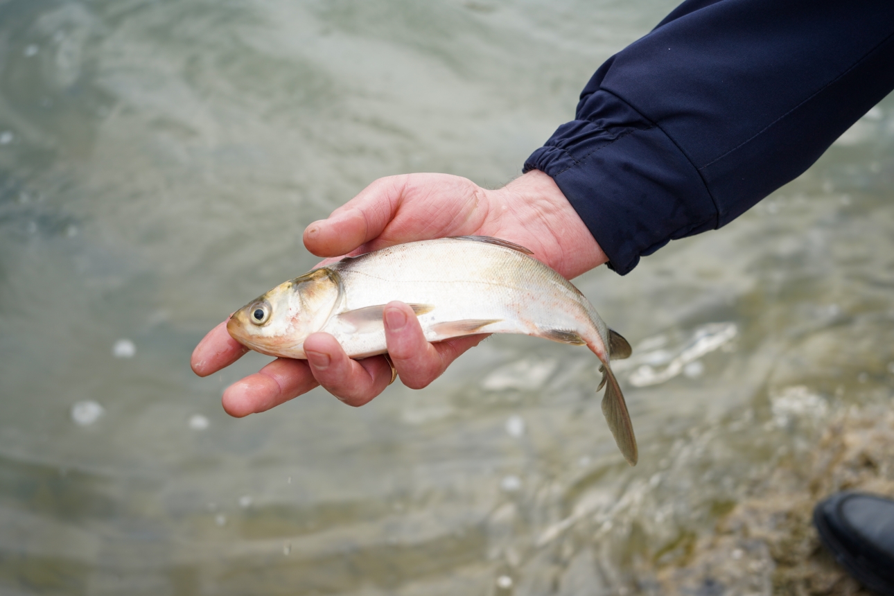 Râul Prut va fi populat cu 2,5 tone de pește. Ministerul Mediului: „Acțiunea va deveni tradiție”