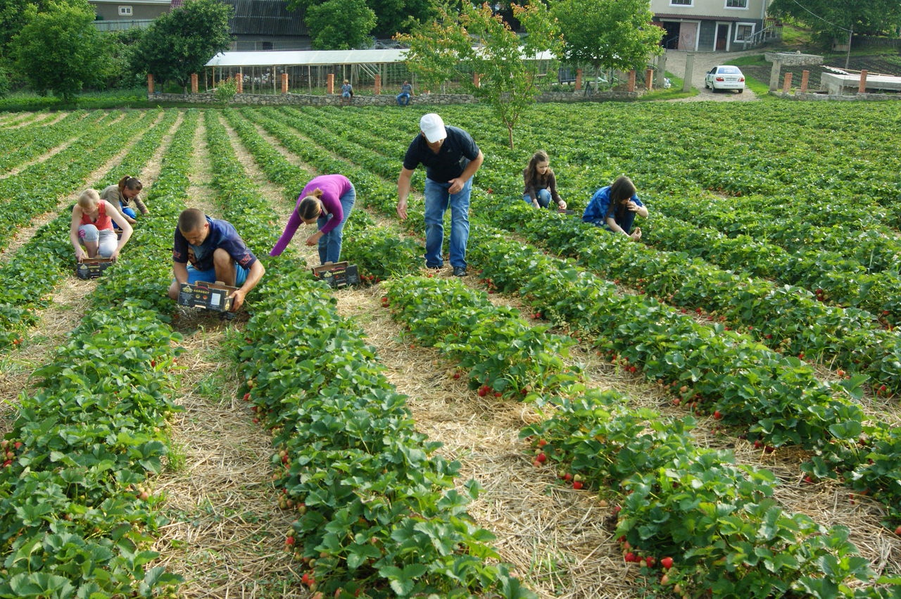 Mecanismul de evidență și remunerare a zilierilor va fi digitalizat: „Astfel, va fi redusă munca nedeclarată, în special în sectorul agricol”