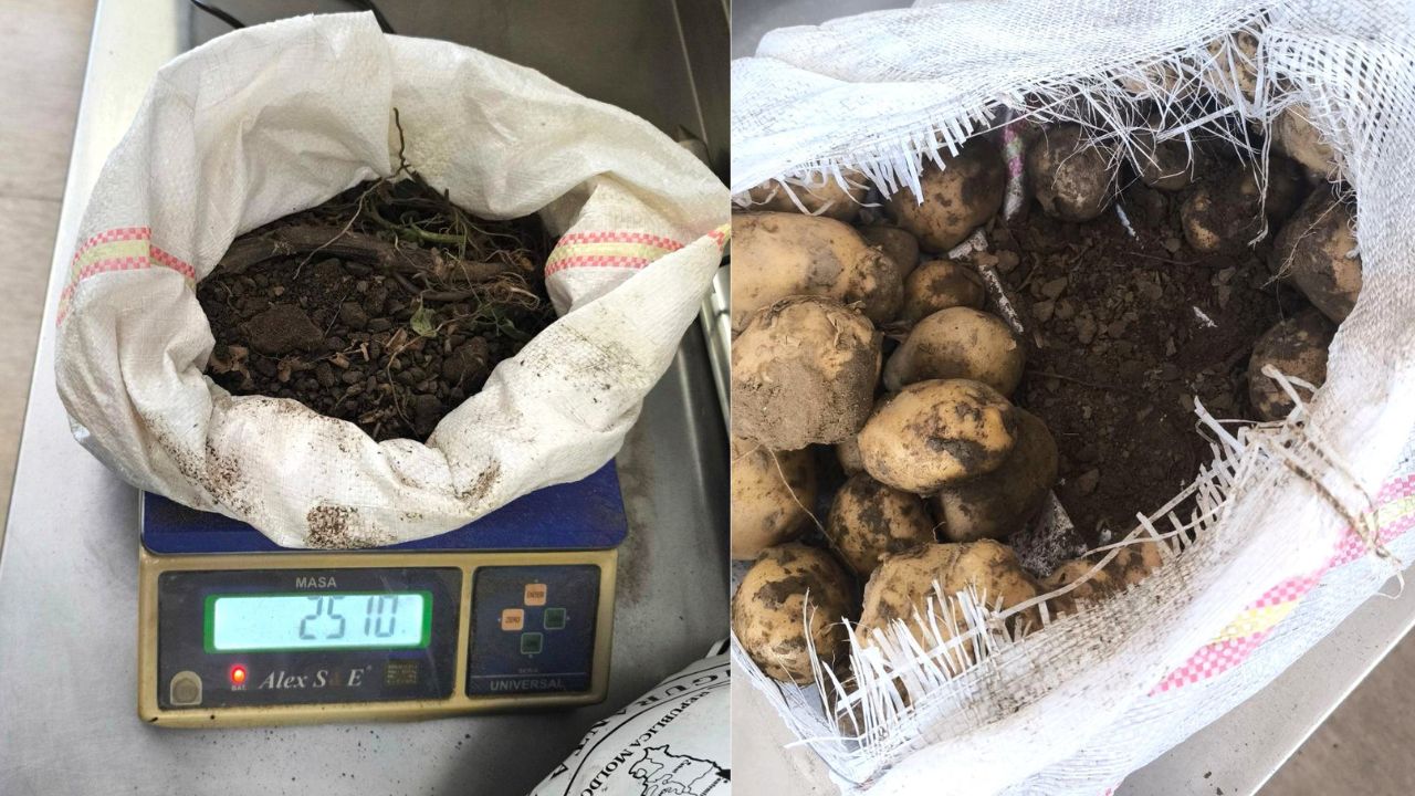 ANSA a returnat la frontieră 45 de tone de cartofi timpurii pentru nerespectarea cerințelor de calitate